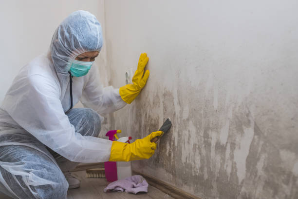 Best Black Mold Removal  in Zapata, TX