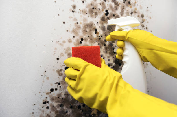 Mold Removal Process in Zapata, TX
