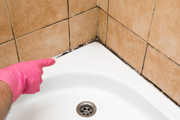 Best Professional Mold Removal  in Zapata, TX