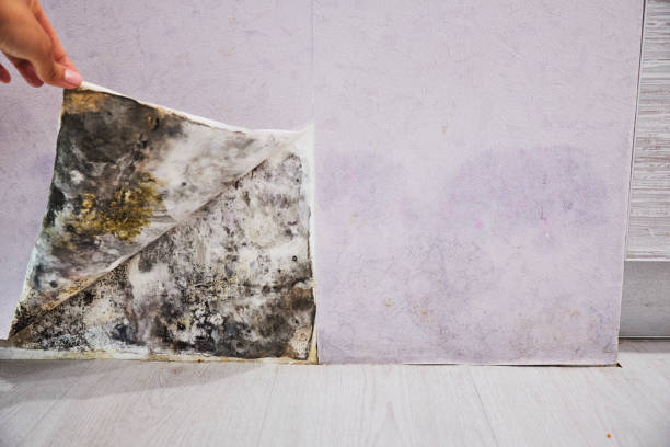 Best Certified Mold Removal  in Zapata, TX
